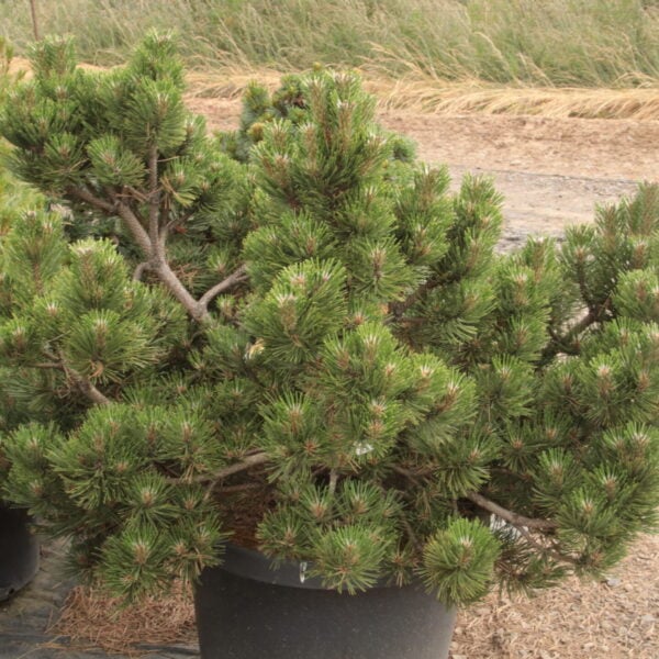 Pinus nigra 'Certak' Specimen 2565