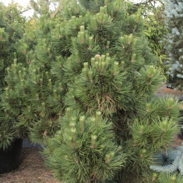 Pinus nigra 'Marquise' Specimen 2558