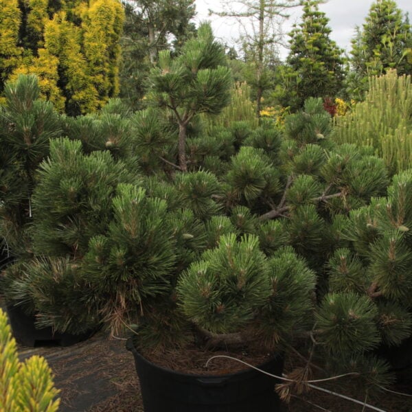 Pinus nigra 'Pavel' Specimen 2538