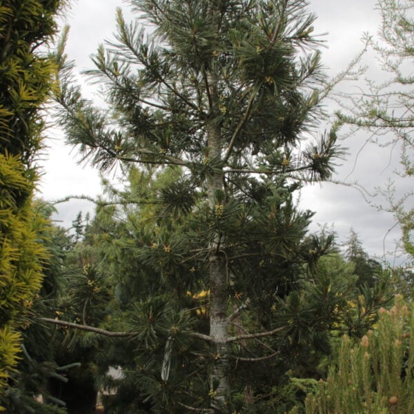 Pinus peuce 'Maxine' Specimen 2539