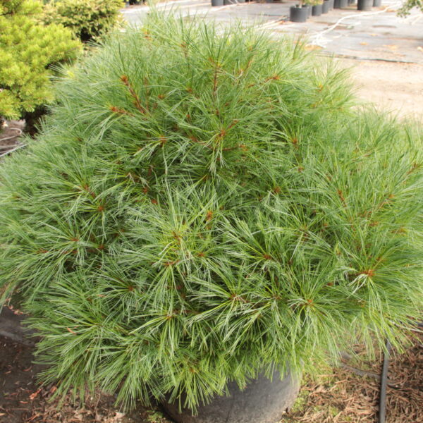 Pinus strobus 'Chipmunk' Specimen 2559