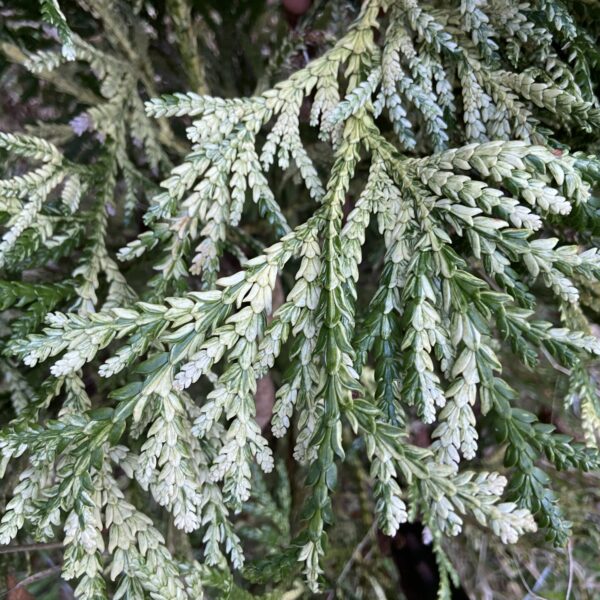 Thujopsis dolabrata 'Variegata' Elkhorn Cypress