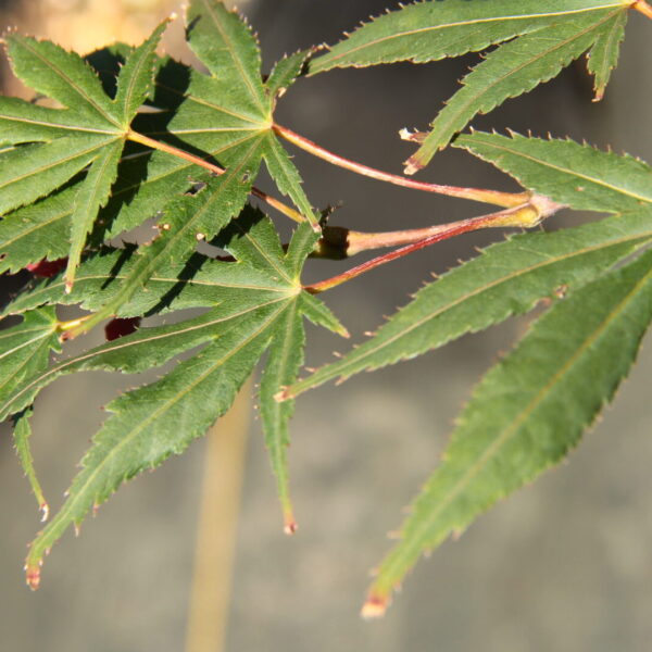 Acer palmatum 'Chitose yama' Japanese Maple