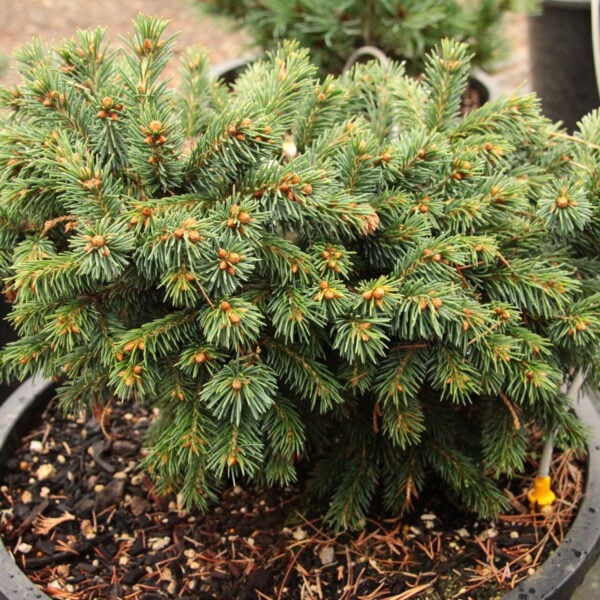 Picea glauca 'LeMars High' White Spruce
