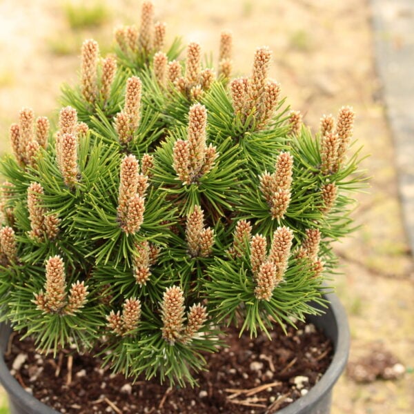 Pinus nigra 'Certak' Austrian Pine