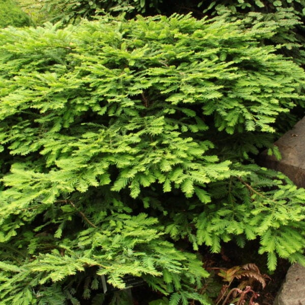 Sequoia sempervirens 'Kelly's Prostrate' Coast Redwood