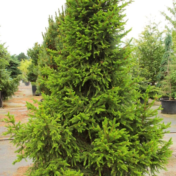 Picea abies 'Will's Zwerg' Norway Spruce