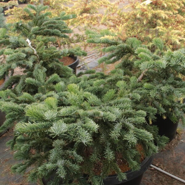 Abies amabilis 'Spreading Star' Specimen 2583