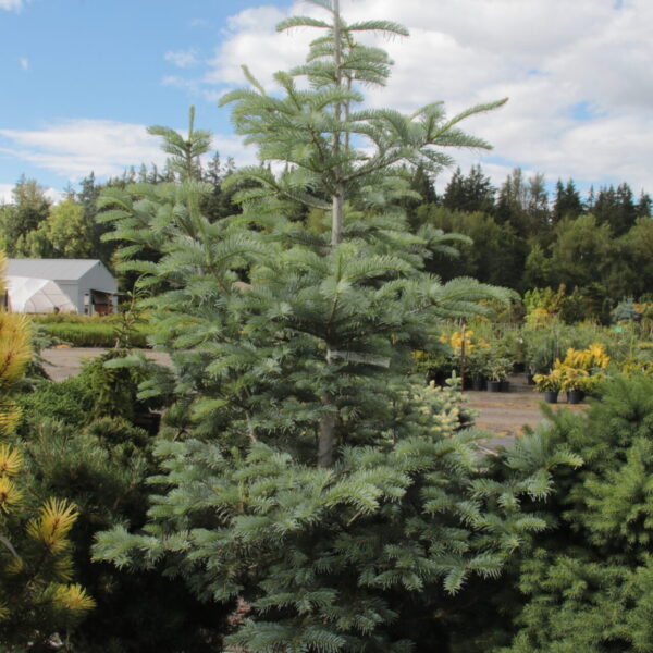 Abies grandis x concolor 'Leuteneggeri' Specimen 2570