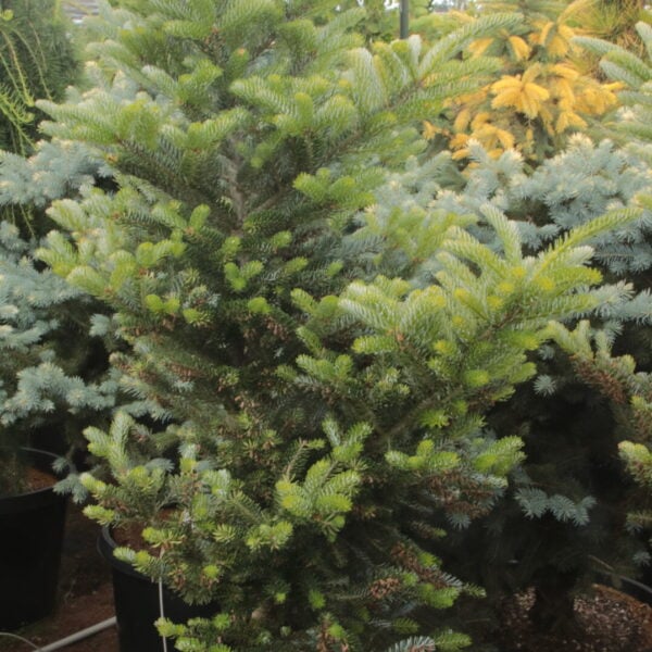 Abies koreana 'Aurea' Specimen 2584