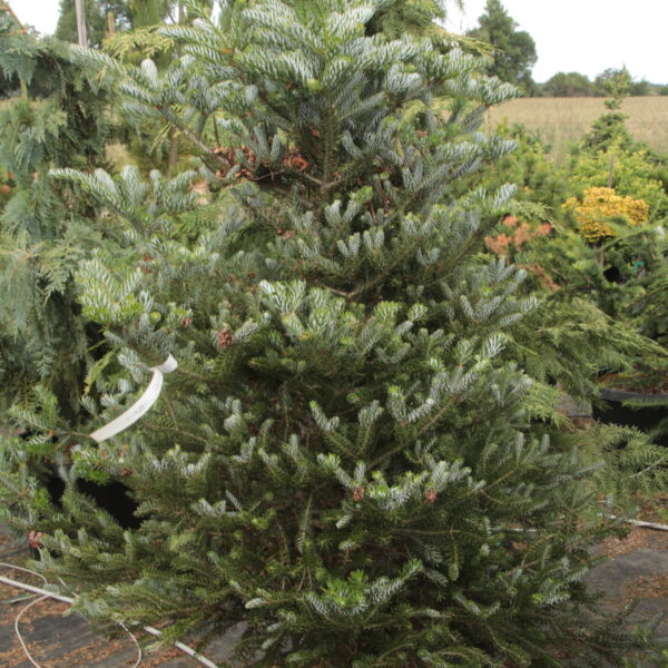 Abies koreana 'Horstmann's Silberlocke' Specimen 2585