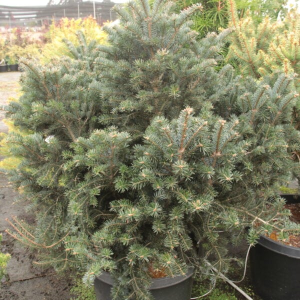 Abies nordmanniana 'Columnaris Gemit' Specimen 2573