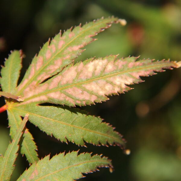 Acer palmatum 'Chitose yama' Japanese Maple