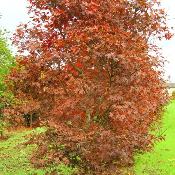 Acer palmatum 'Ruth's Red' Japanese Maple