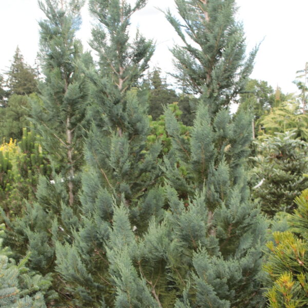 Chamaecyparis lawsoniana 'New Silver' Specimen 2586