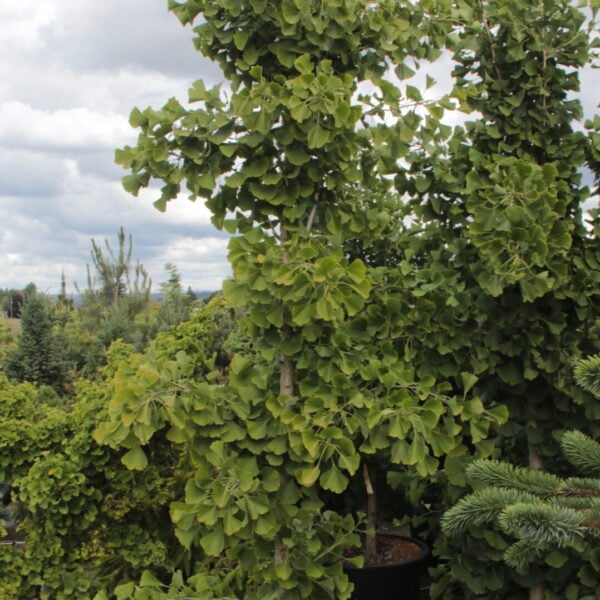 Ginkgo biloba 'Elmwood' Specimen 2582