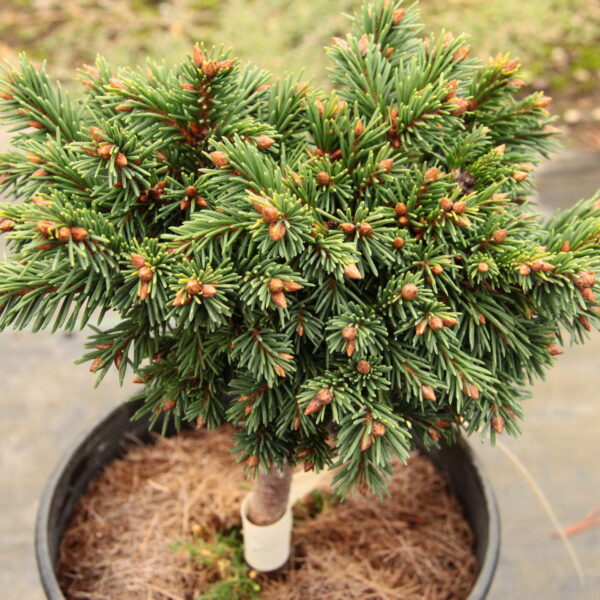Picea abies 'Elliott' Norway Spruce