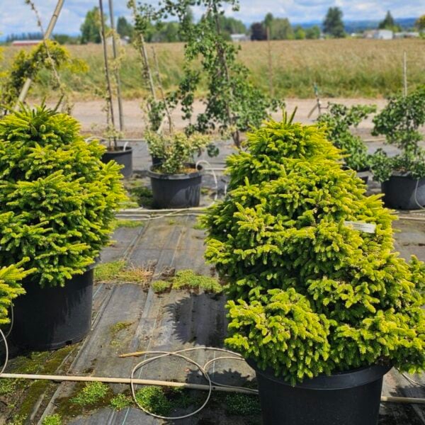 Picea orientalis 'Lil Sky' Specimen 2591