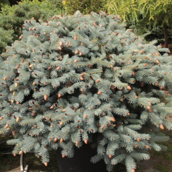 Picea pungens 'Ruby Teardrops' Specimen 2575