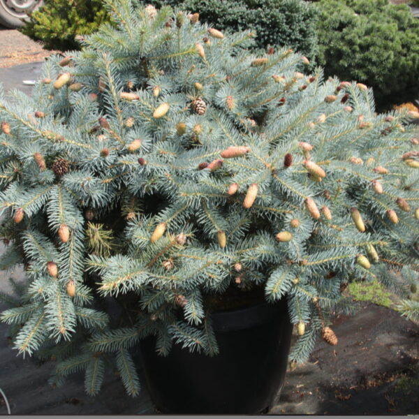 Picea pungens 'Ruby Teardrops' Specimen 2577