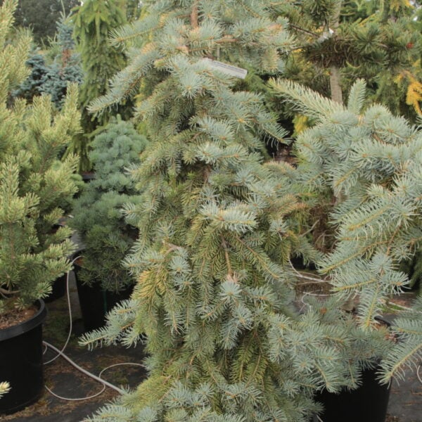 Picea pungens 'Wisconsin Cream' Specimen 2588
