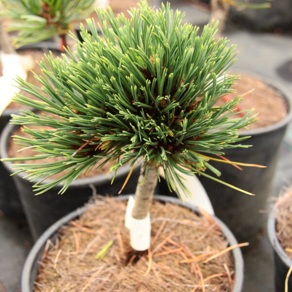 Pinus balfouriana 'Shelby' Foxtail Pine