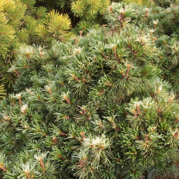 Pinus parviflora 'Tanima-no-yuki' Specimen 2579