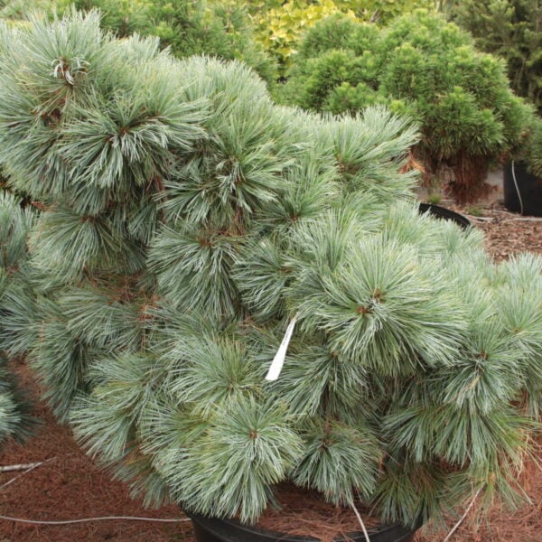 Pinus strobiformis 'Marshall Gulch' Specimen 2590