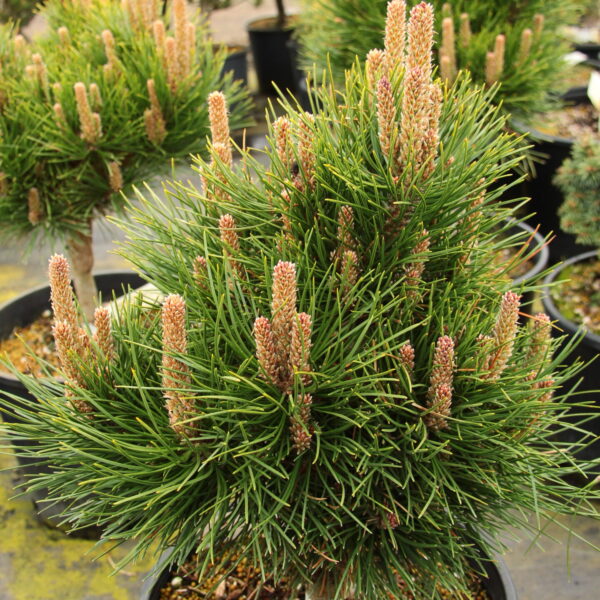 Pinus tabuliformis 'Shenyang' Chinese Red Pine
