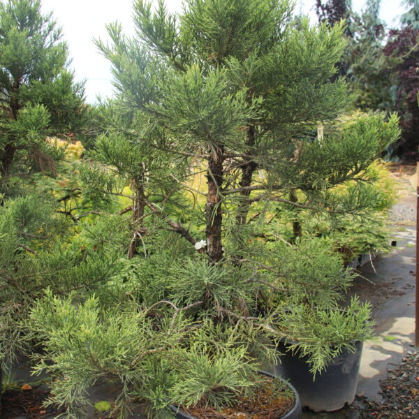 Sequoiadendron giganteum 'Blauer Eichzwerg' Specimen 2569