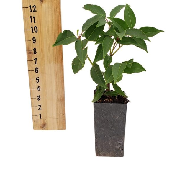 Prunus lusitanica - Portuguese Laurel (TreePot - BP)