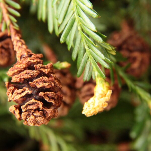 Sequoia sempervirens 'Triple Crown' Coast Redwood
