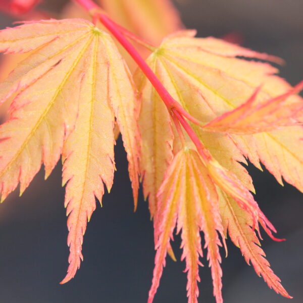 Acer palmatum 'Coral Pink' Japanese Maple