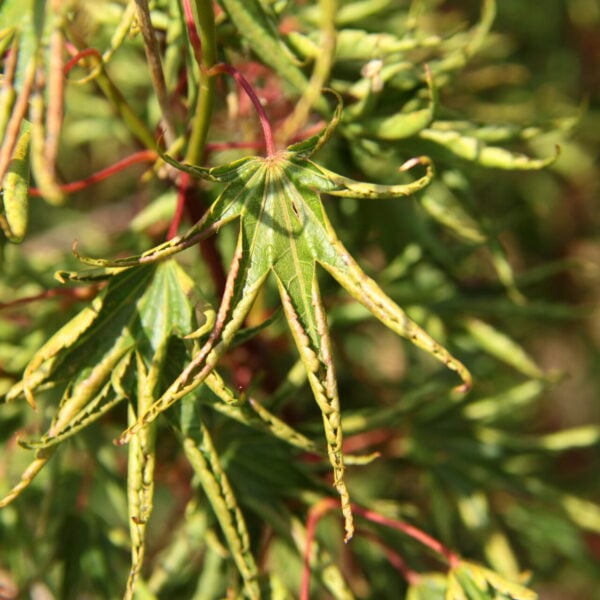 Acer palmatum 'Kurui jishi' Japanese Maple