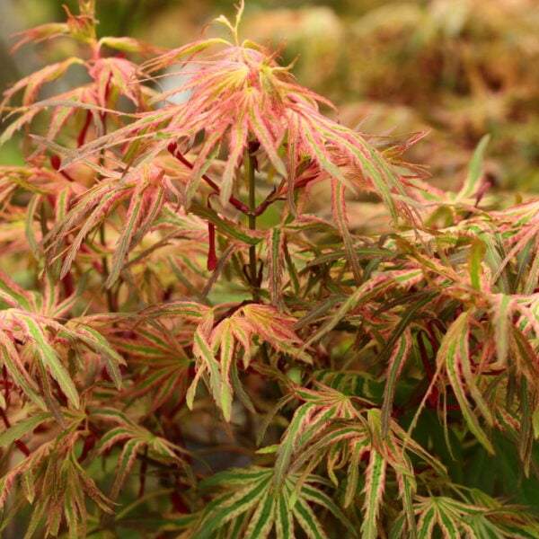 Acer palmatum 'Mikawa nishiki' Japanese Maple