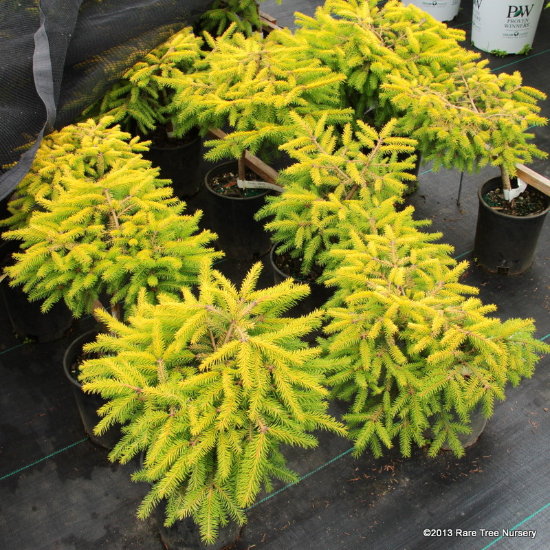 Picea abies 'Vermont Gold' Norway Spruce | Conifer Kingdom