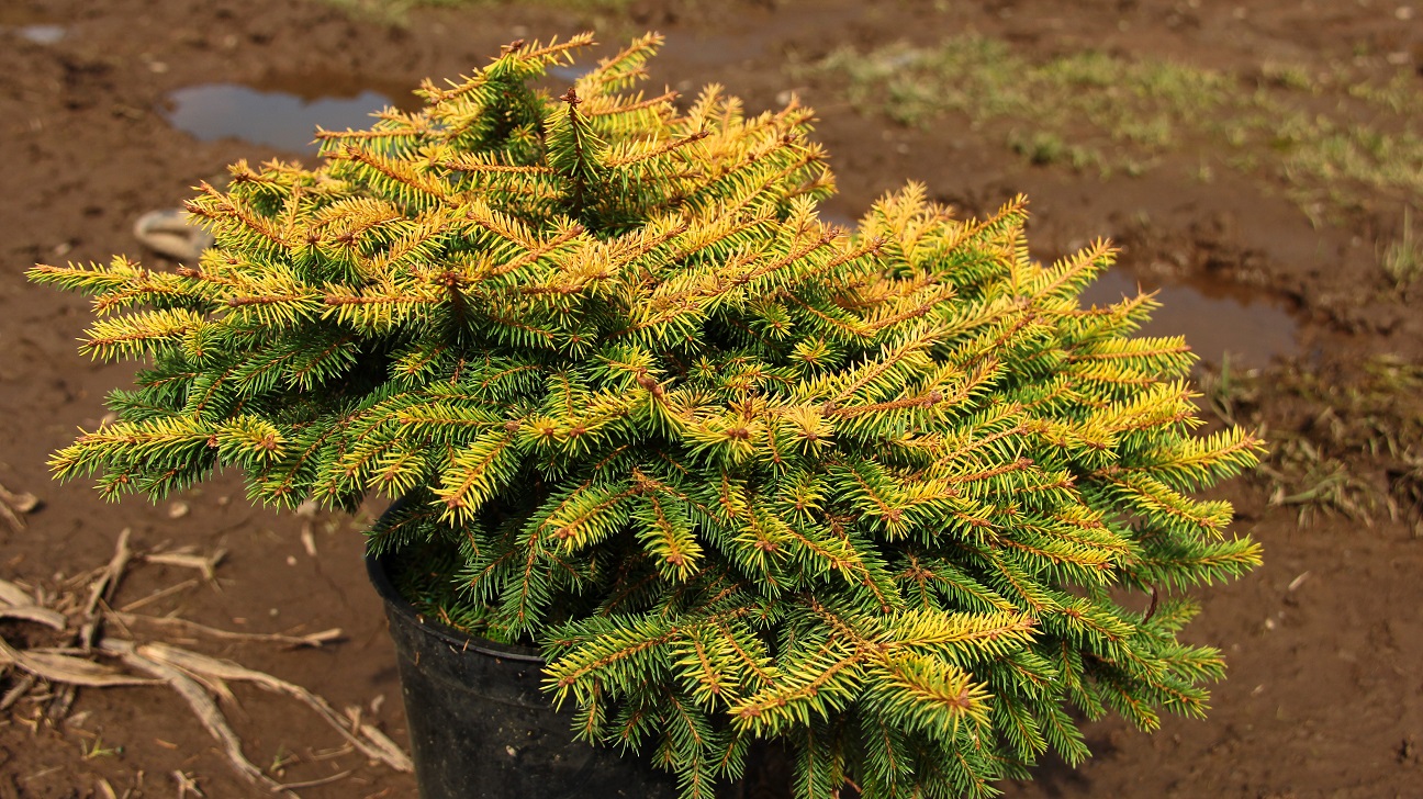 Picea abies 'Vermont Gold' Norway Spruce | Conifer Kingdom