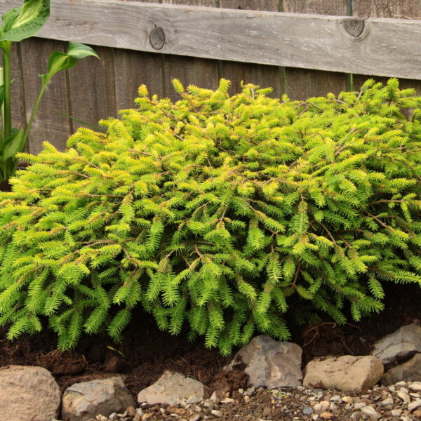 Picea abies 'Vermont Gold' Norway Spruce
