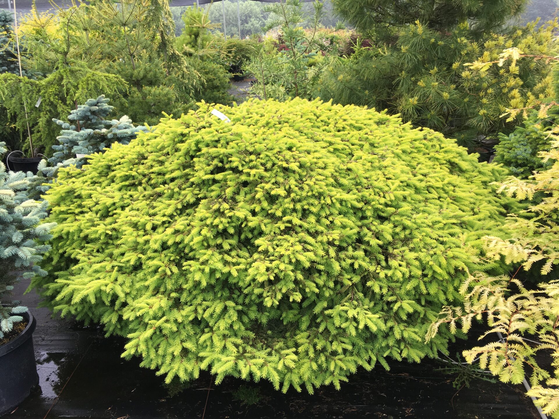 Picea abies 'Vermont Gold' Norway Spruce | Conifer Kingdom