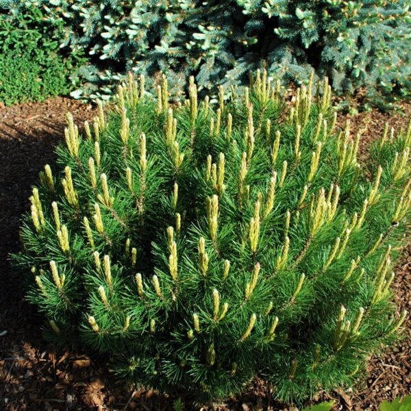 Pinus mugo 'DayBreak' ('Eshraghi2') Mugo Pine