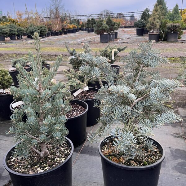 Abies concolor 'Conica' White Fir