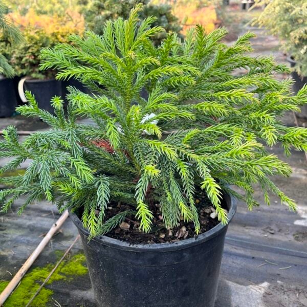 Cryptomeria japonica 'Honeymoon' Japanese Cedar