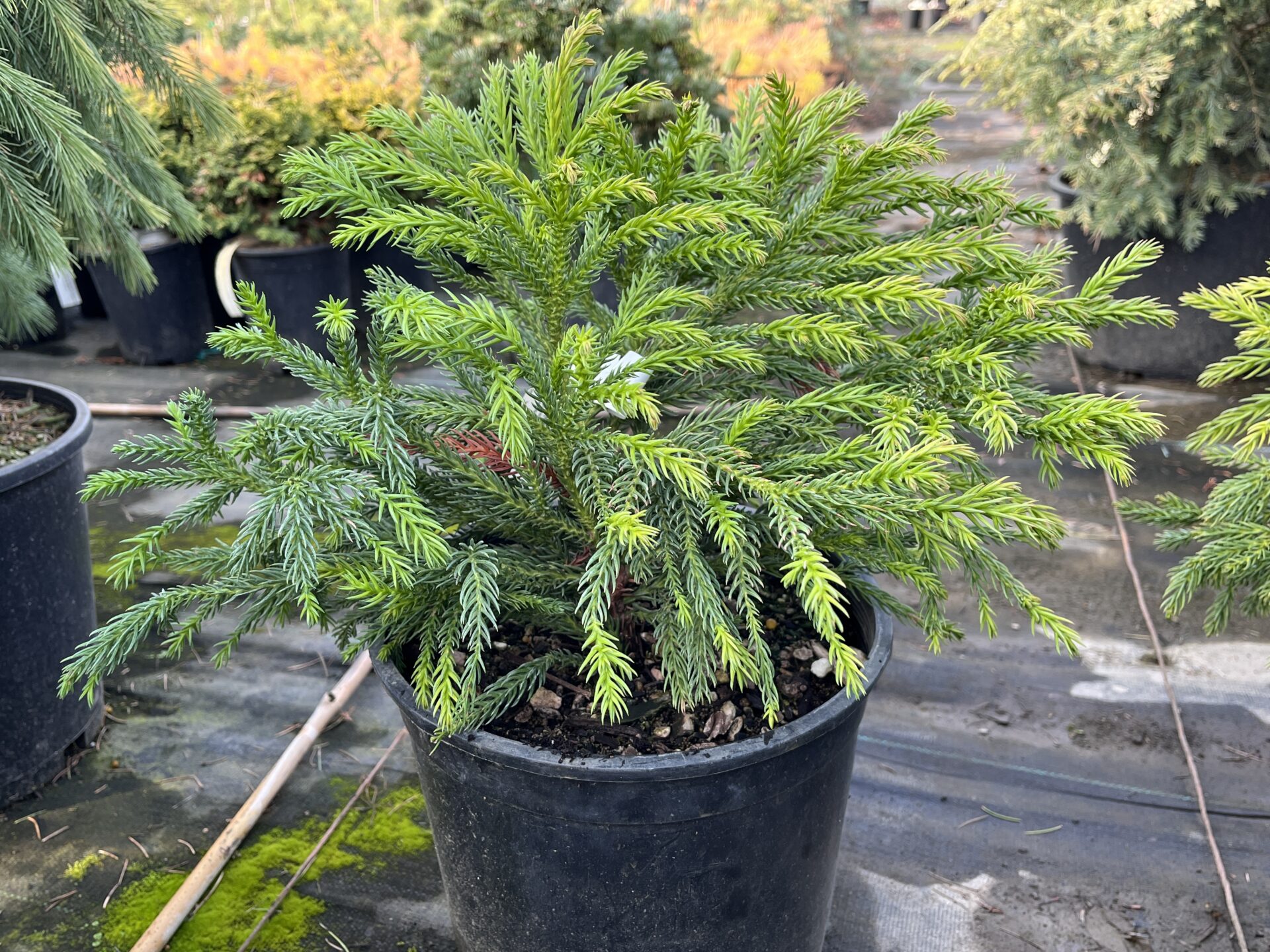 Honeymoon Japanese Cedar | Pyramidal Evergreen Conifer | Conifer