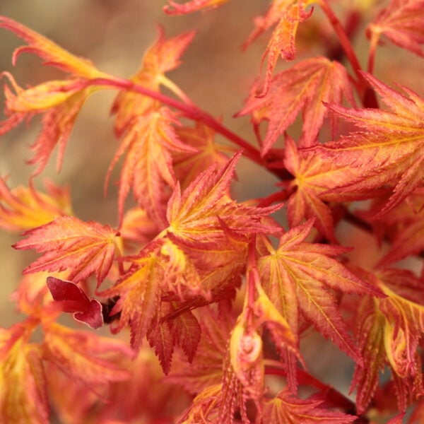 Acer palmatum 'Johnnie's Pink' Japanese Maple