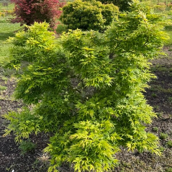 Acer palmatum 'Seiun kaku' Japanese Maple
