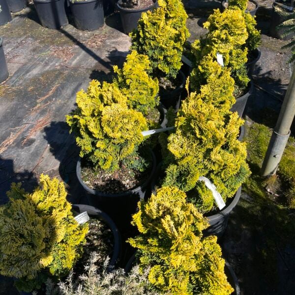 Chamaecyparis obtusa 'Golden Hage' Hinoki Cypress