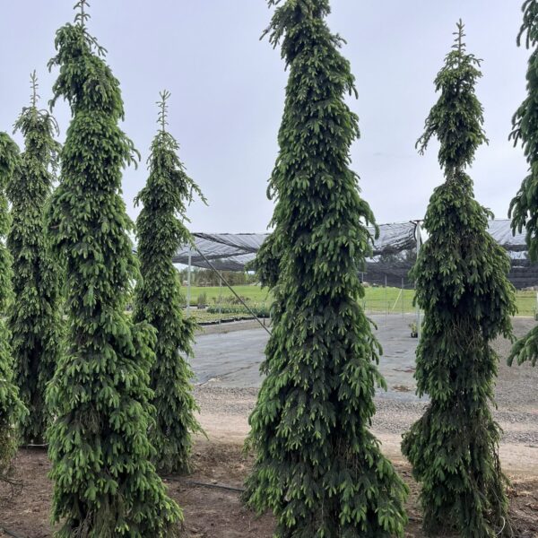 Picea glauca 'Pendula' (#2 Container) $1000 Gift
