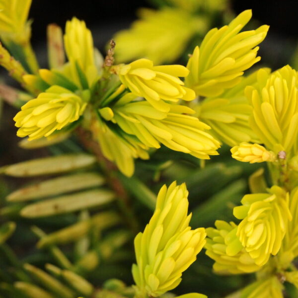 Taxus baccata 'Rezek Gold' English Yew