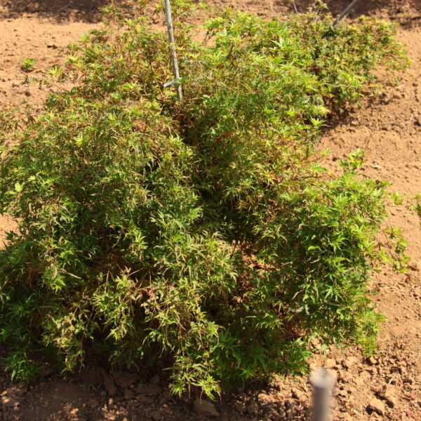 Acer palmatum 'Oto hime' Japanese Maple