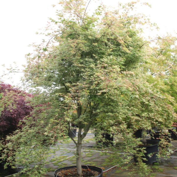 Acer palmatum 'Ukigumo' Specimen 2608